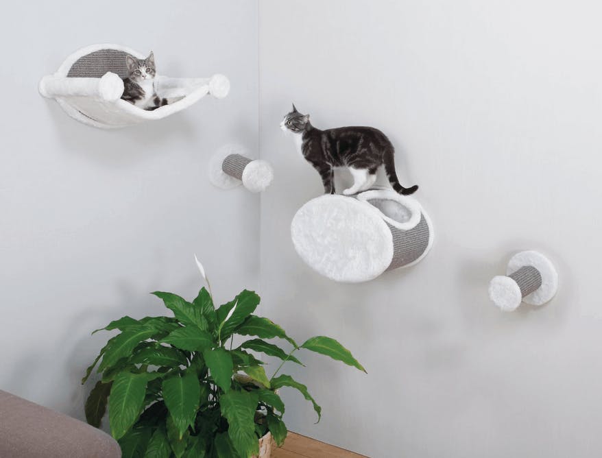 2 cats on a wall-mounted shelves