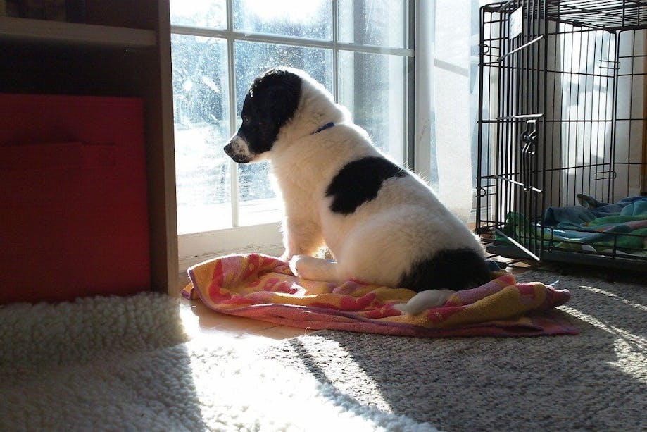 Puppy looking outside through window
