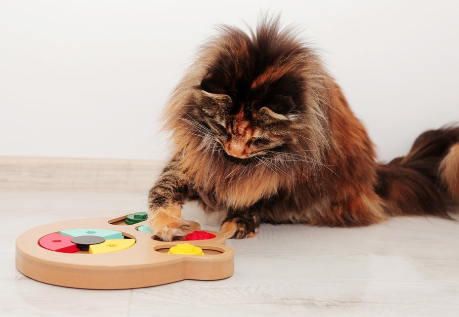 Cat playing with a puzzle toy.