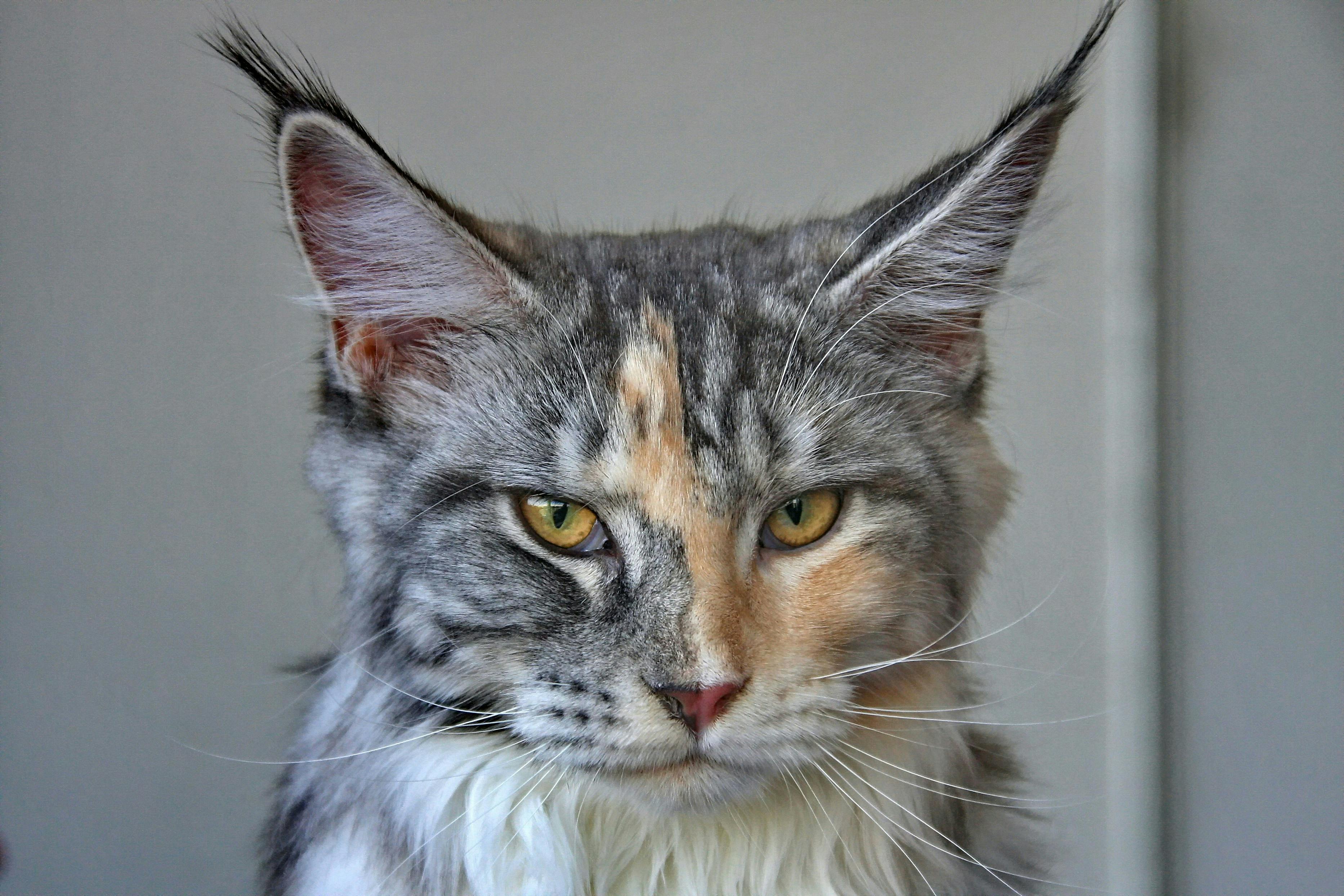 Grey, white, and orange tabby cat.