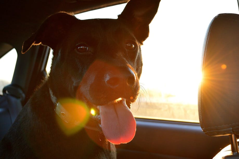 Dog traveling in a car