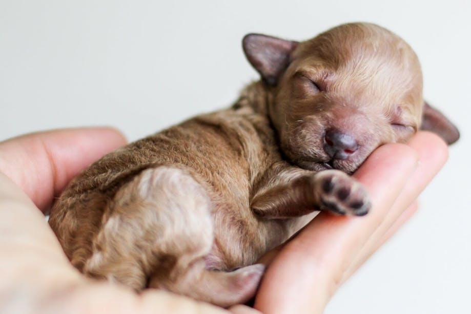 Hand holding tiny puppy