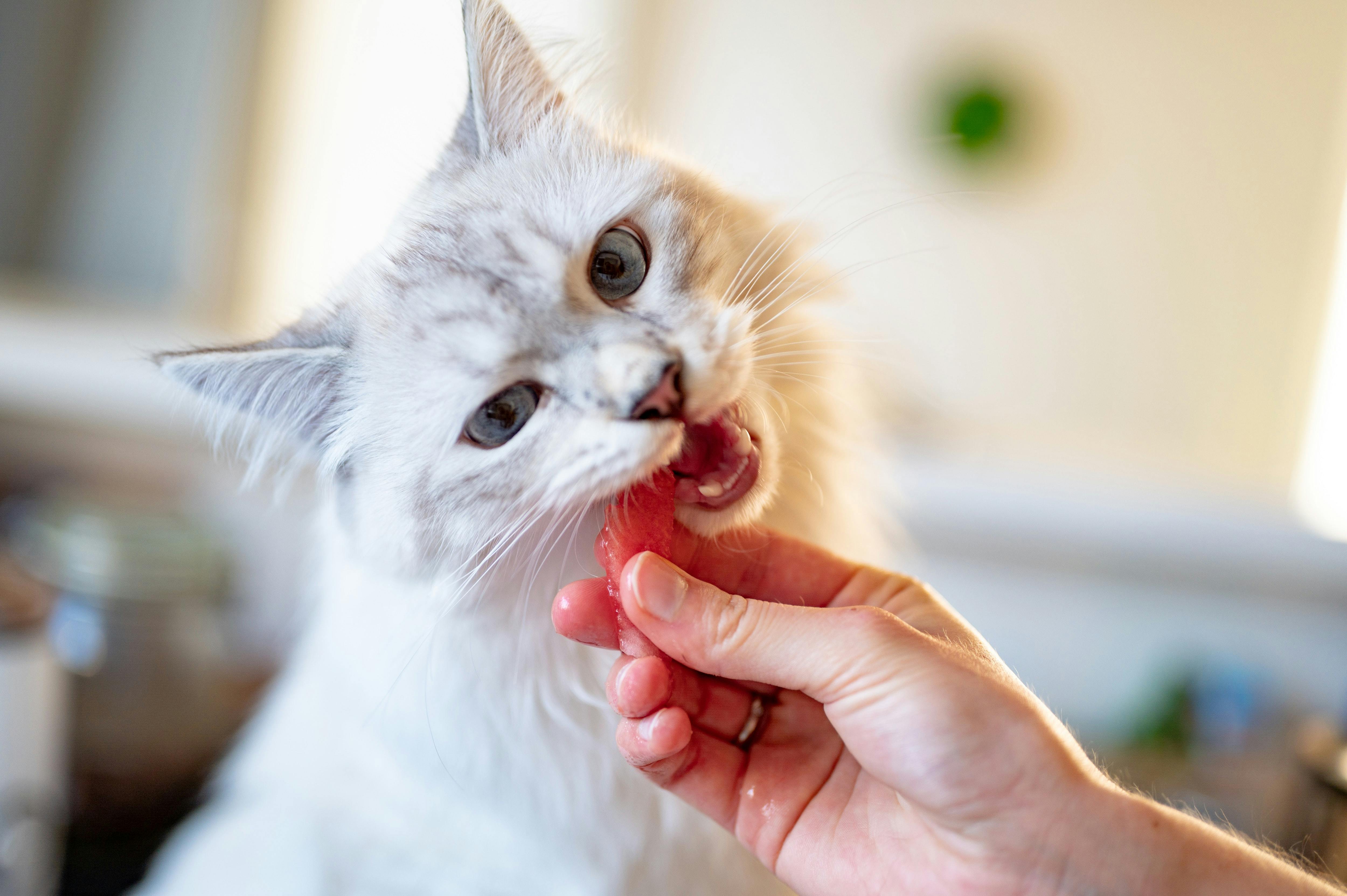 A cat being fed a bite of food