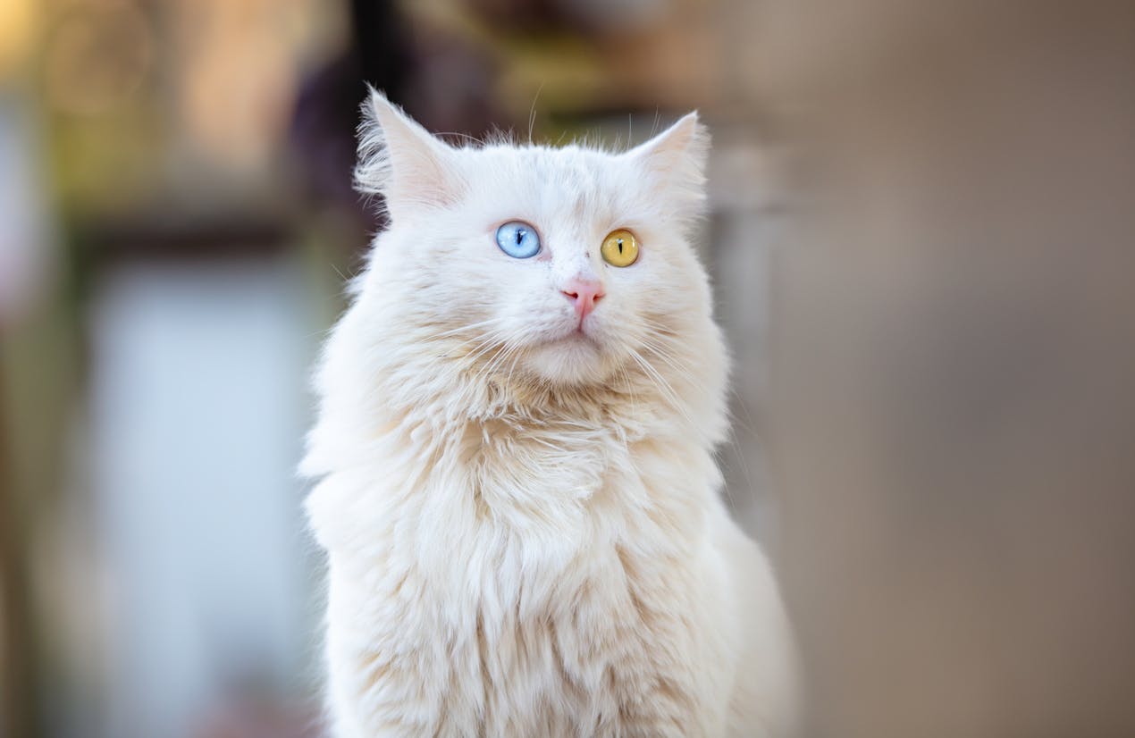 White Turkish Van with one blue and one amber eye.