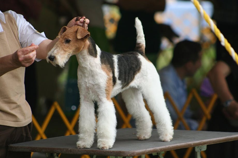 Airedale Terrier sporting a traditional haircut at a dog show