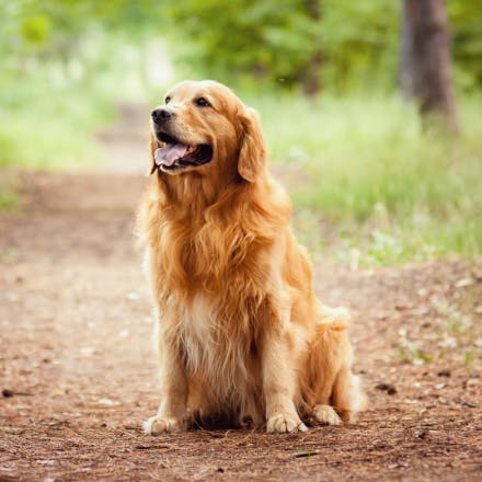 Golden Retriever sitting in forest