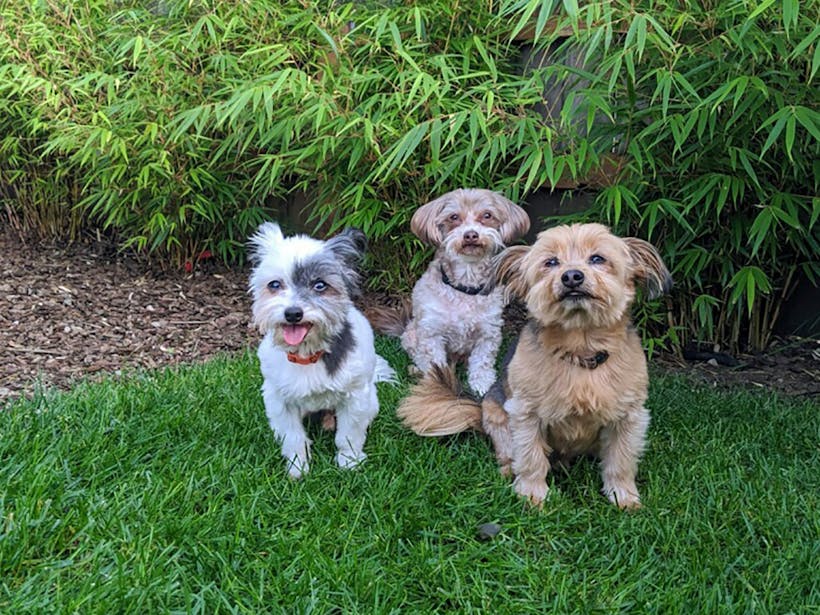 Three puppies sitting on the green grass