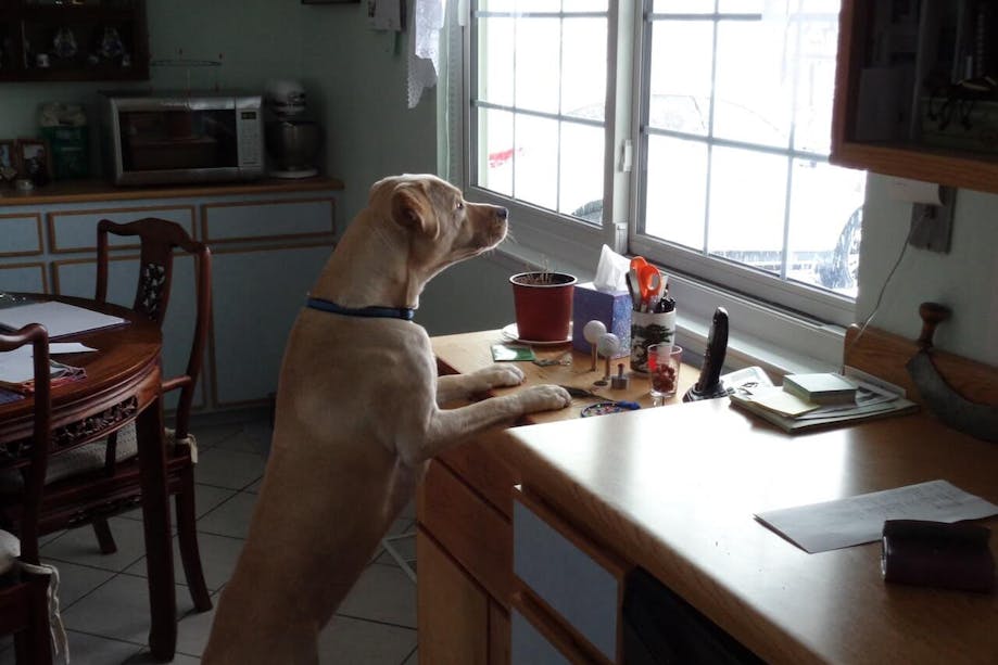 Dog standing on hind legs in home