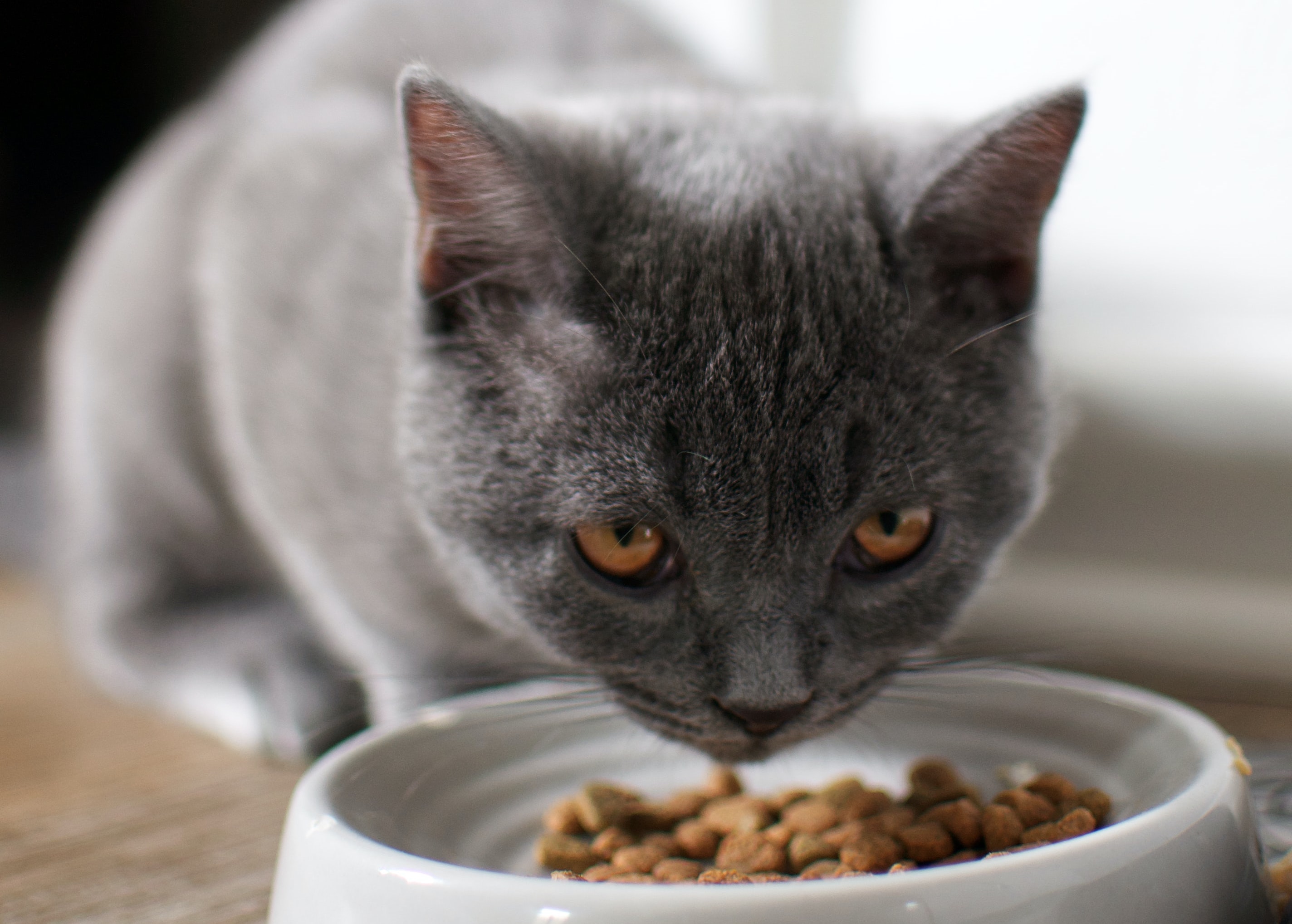 Confused about what to feed your cat This should help