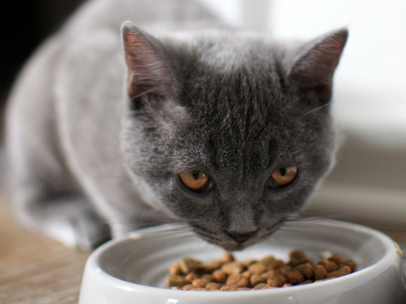 Grey cat eating dry kibble from bowl