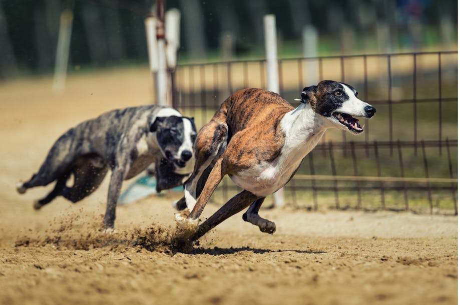 Hound dogs racing around a track.