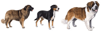Breed Group - Mountain Dogs