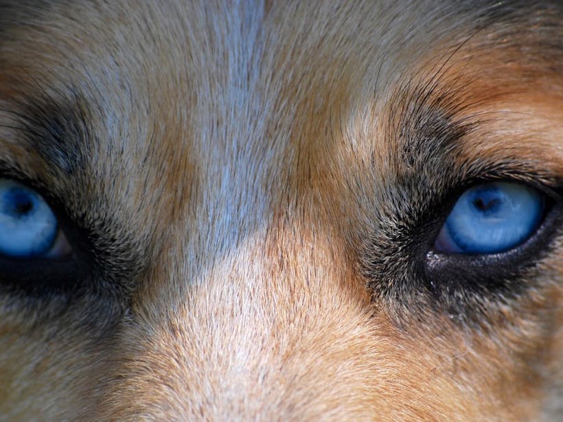 Close-up of a dog with blue eyes