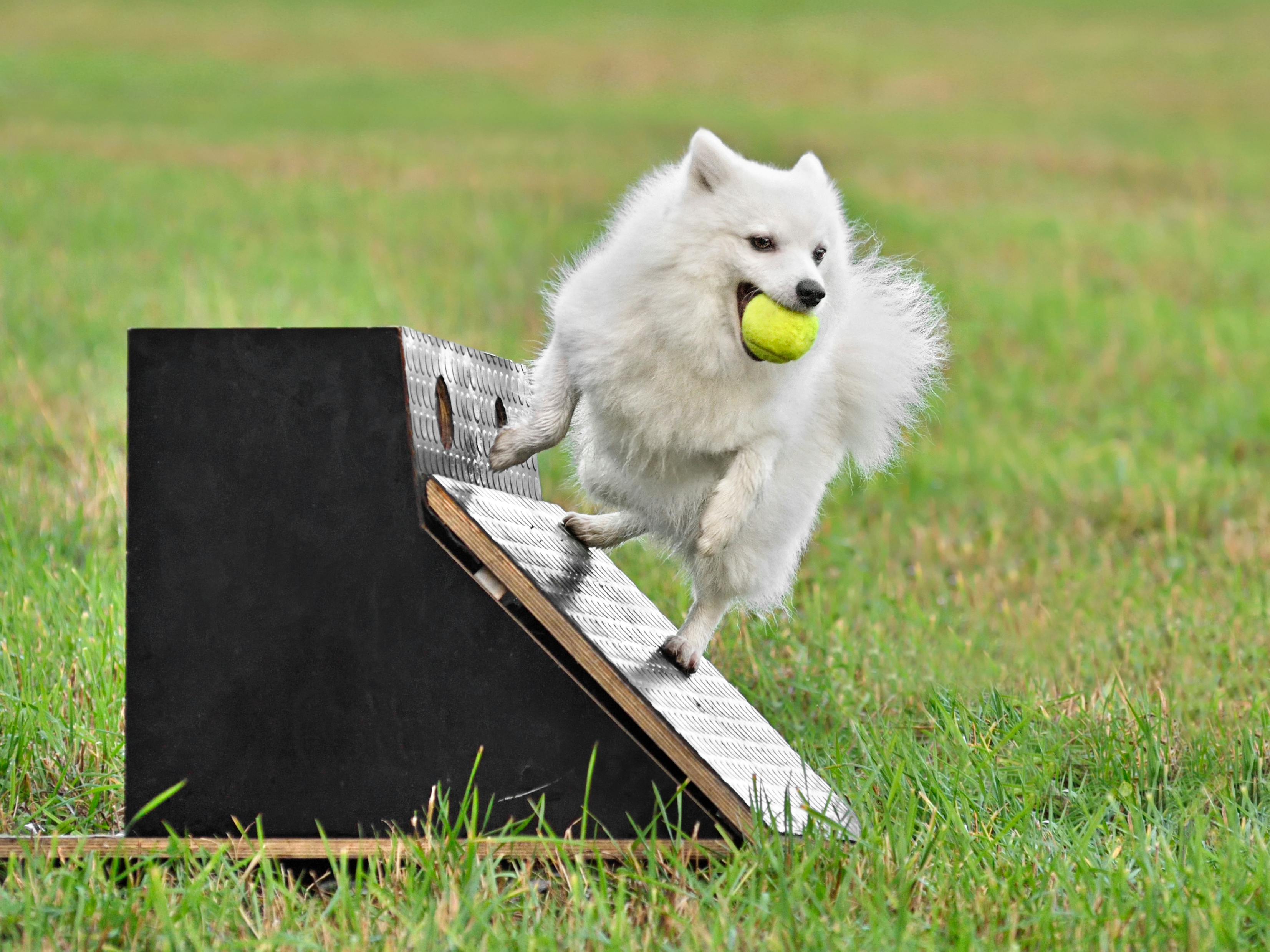 Small white dog on a flyball course.