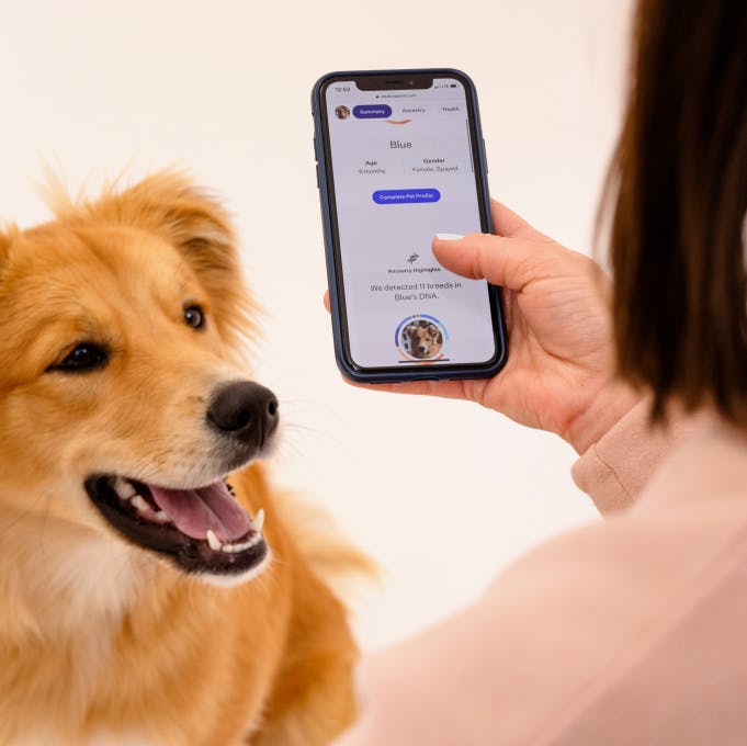 Dog looking at a person holding a phone with DNA results on the screen