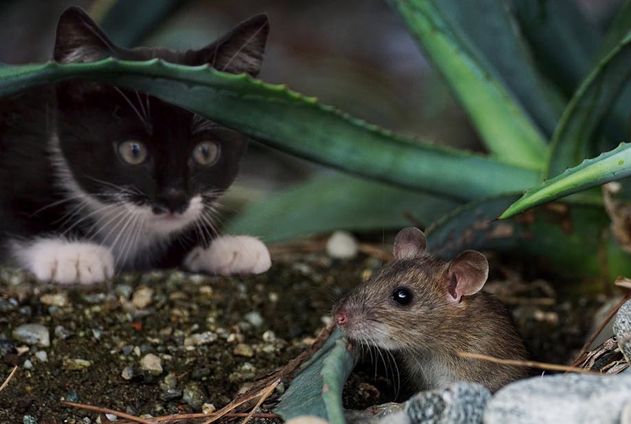 Domestic cat hunting a mouse