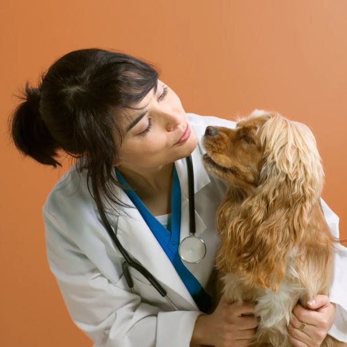 A veterinarian and a dog look at each other at close range