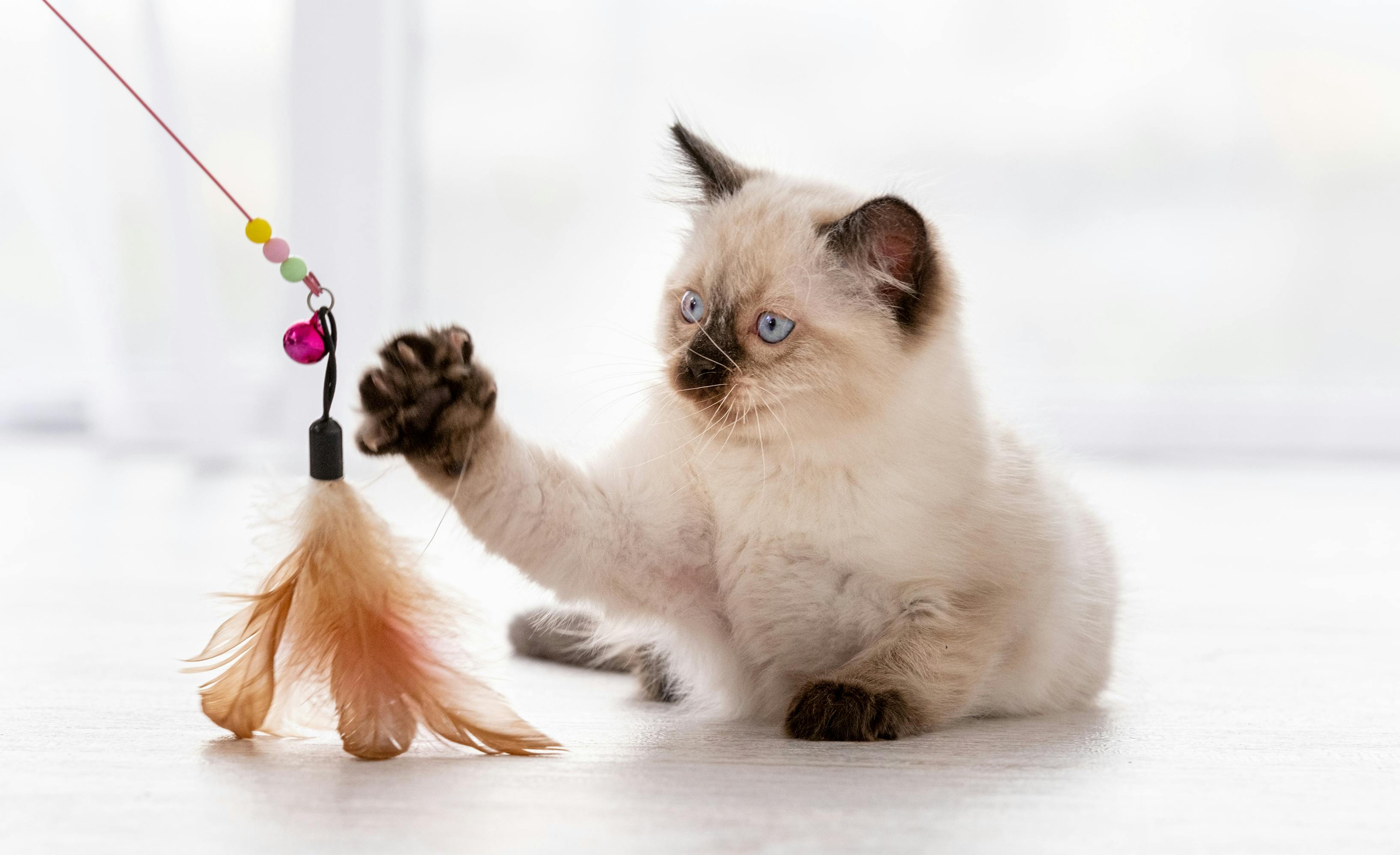 Kitten playing with a feather toy.