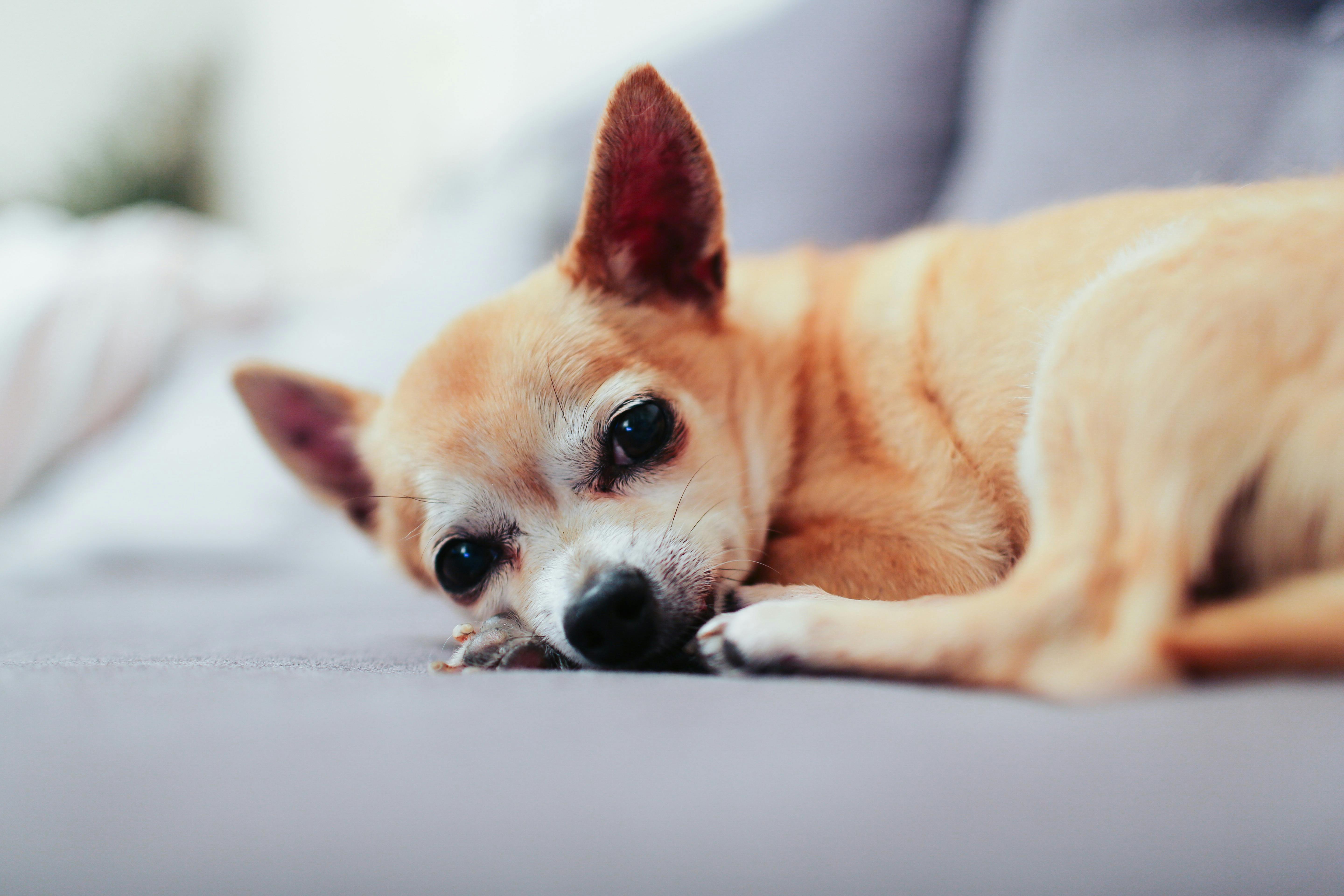 Chihuahua lying on a grey chair.