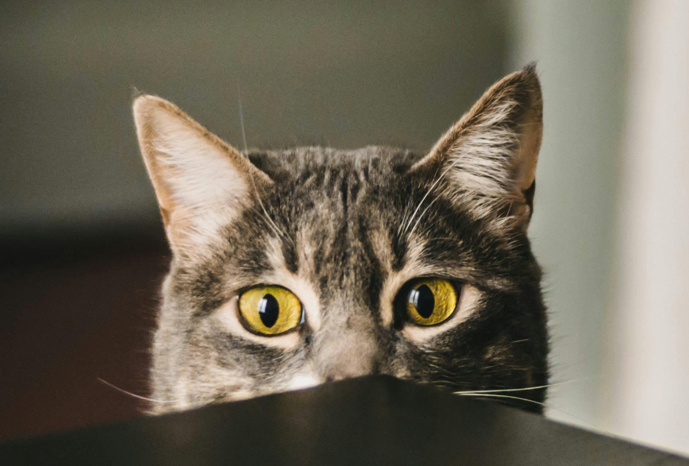 Curious cat looking what's over the table