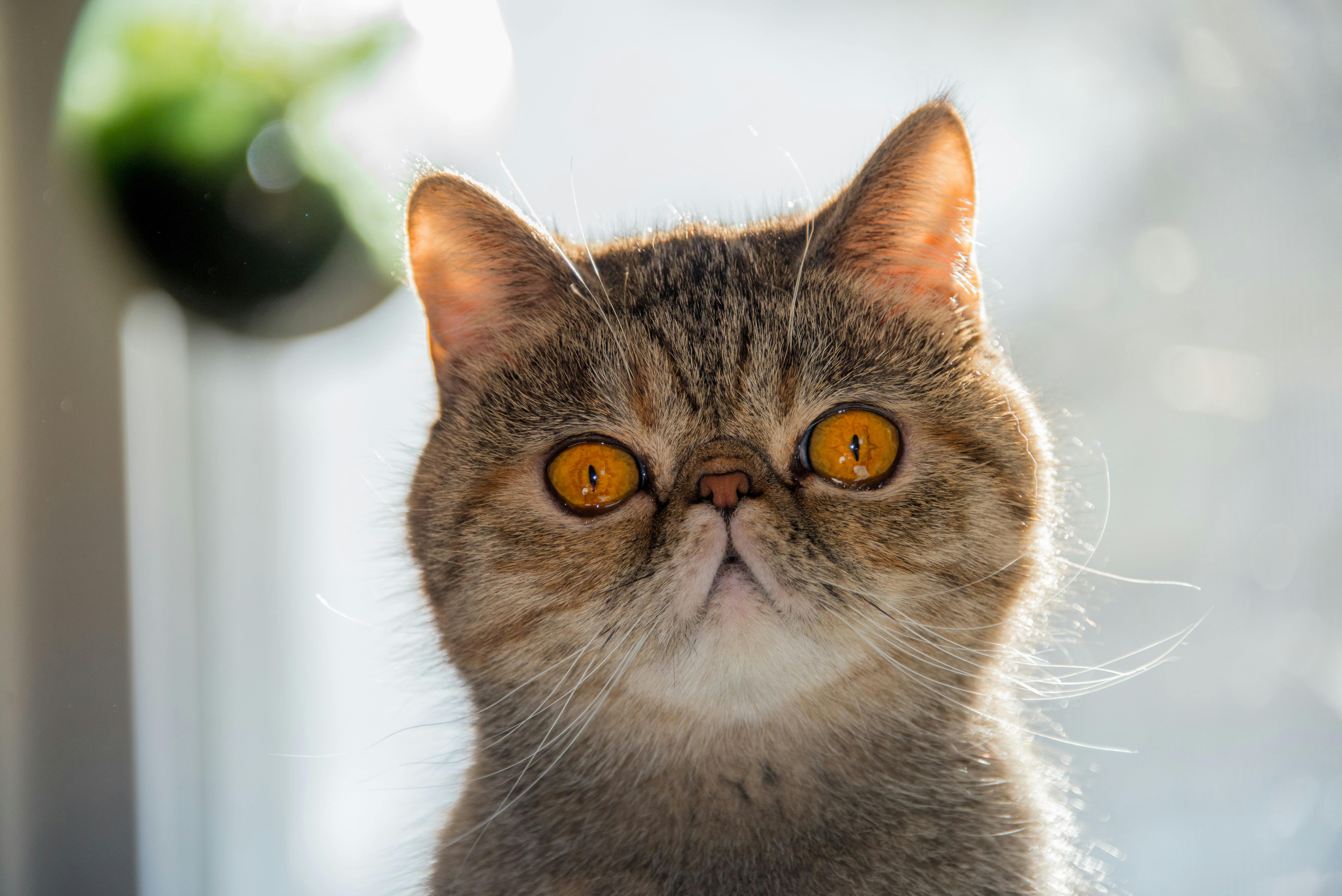 Close-up of flat-faced cat.