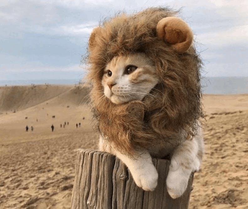 Cat wearing a lion wig