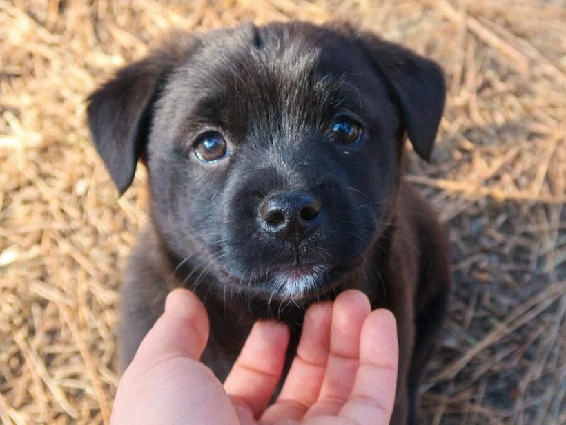 Black dogs with blue eyes