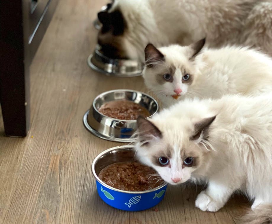 Multiple cats eating together