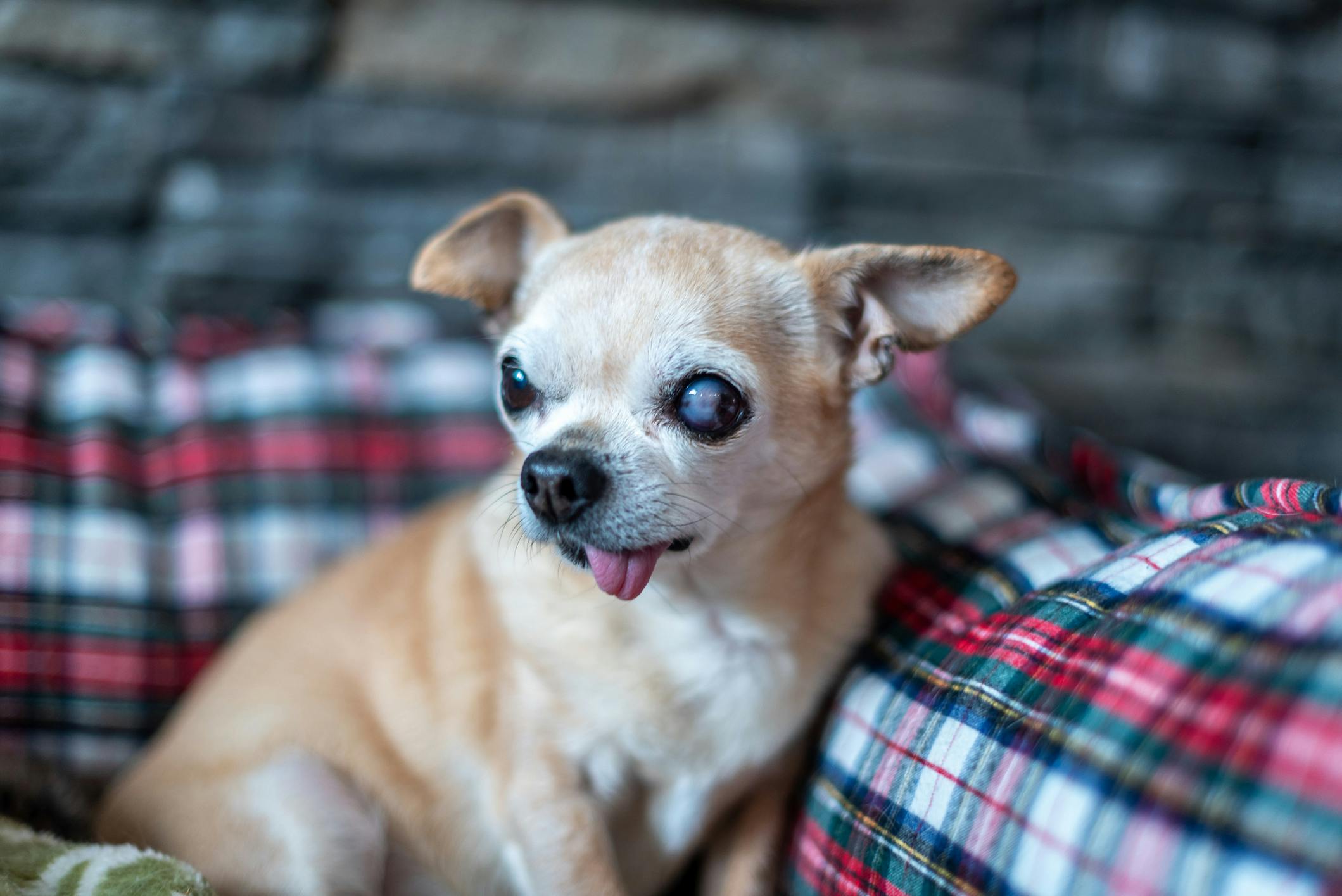 Senior Chihuahua with cloudy eyes.