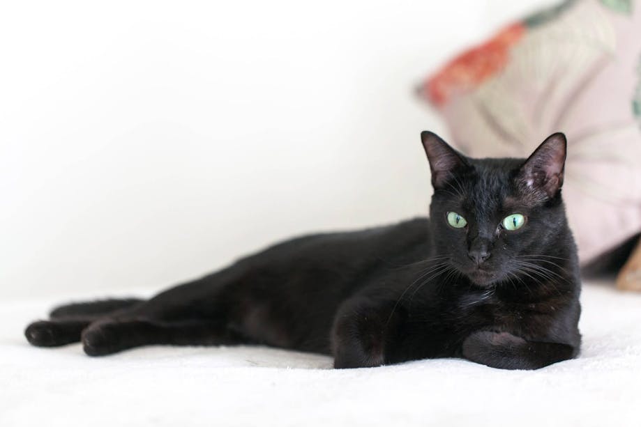 Black cat lying on a bed