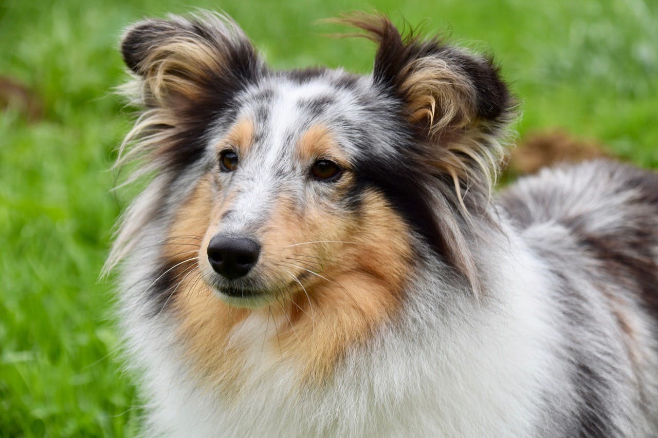 Tri-colored Sheltie standing in the grass.