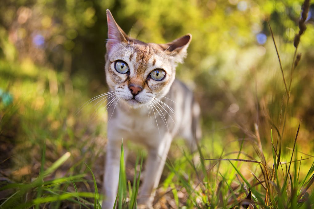 10 rare cat breeds you might not know about