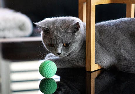 Grey cat staring at a green ball toy