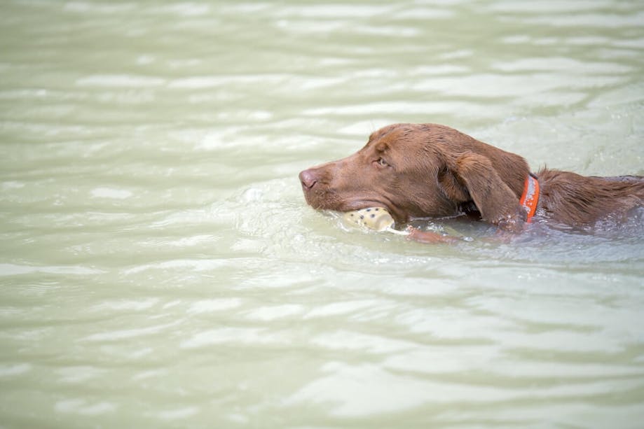 A Labrador Retriever swimming with a toy in their mouth