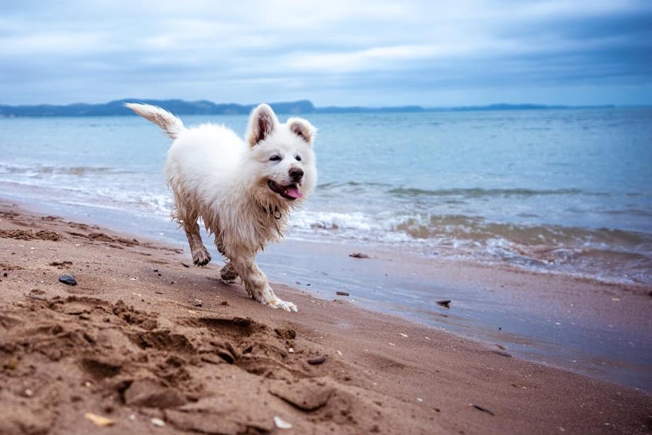 Summer vacation with dogs