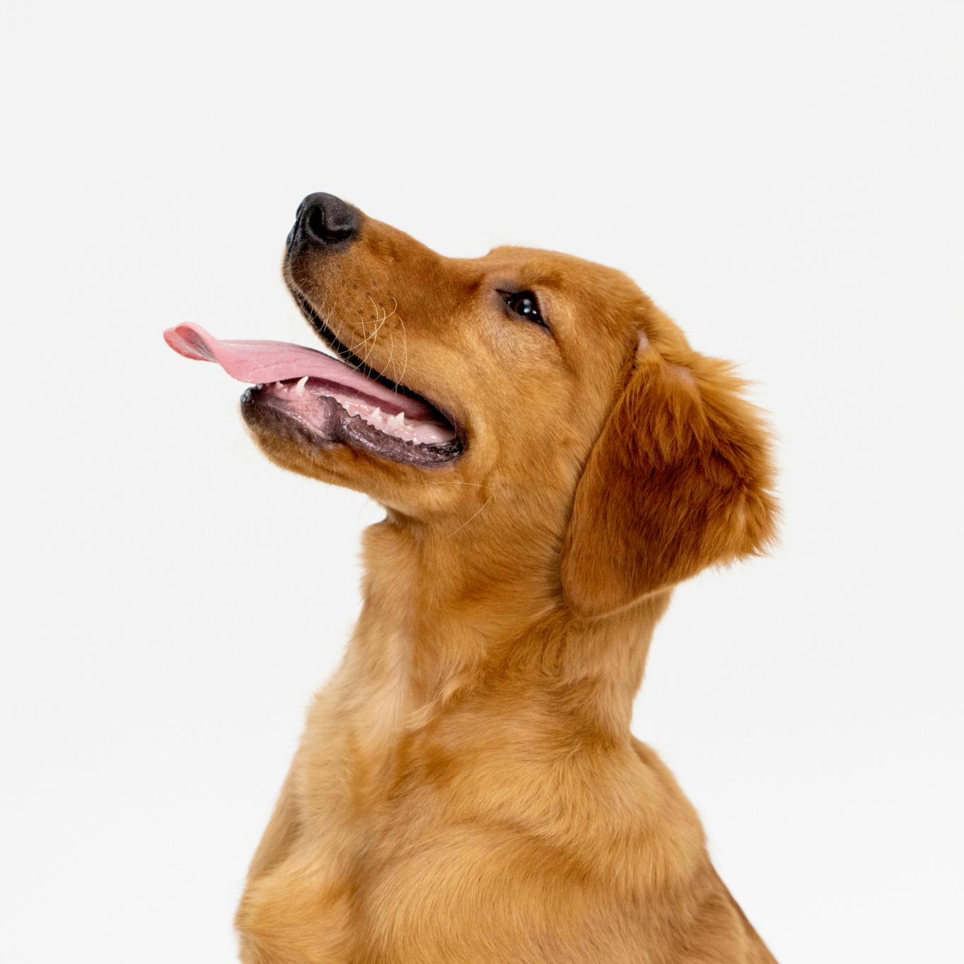 伸出舌头的金毛猎犬的侧面肖像。
