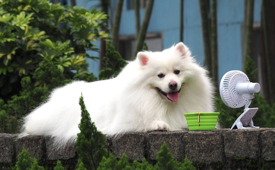 White dog sitting in front of a small fan