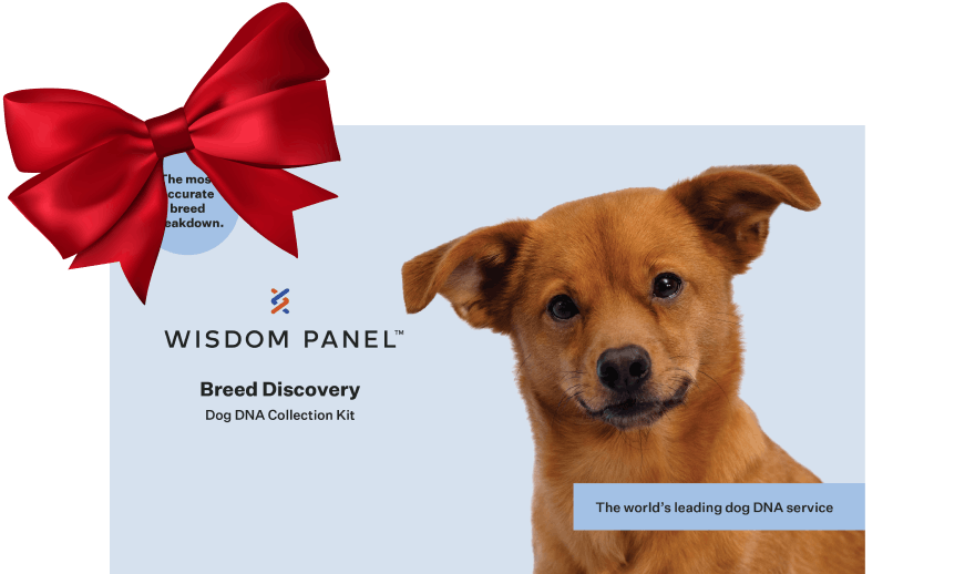 Wisdom Panel Breed Discovery Dog DNA Test