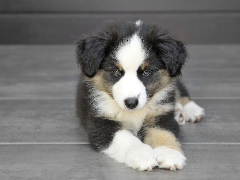 Tri-colored puppy lying down on hardwood floor.