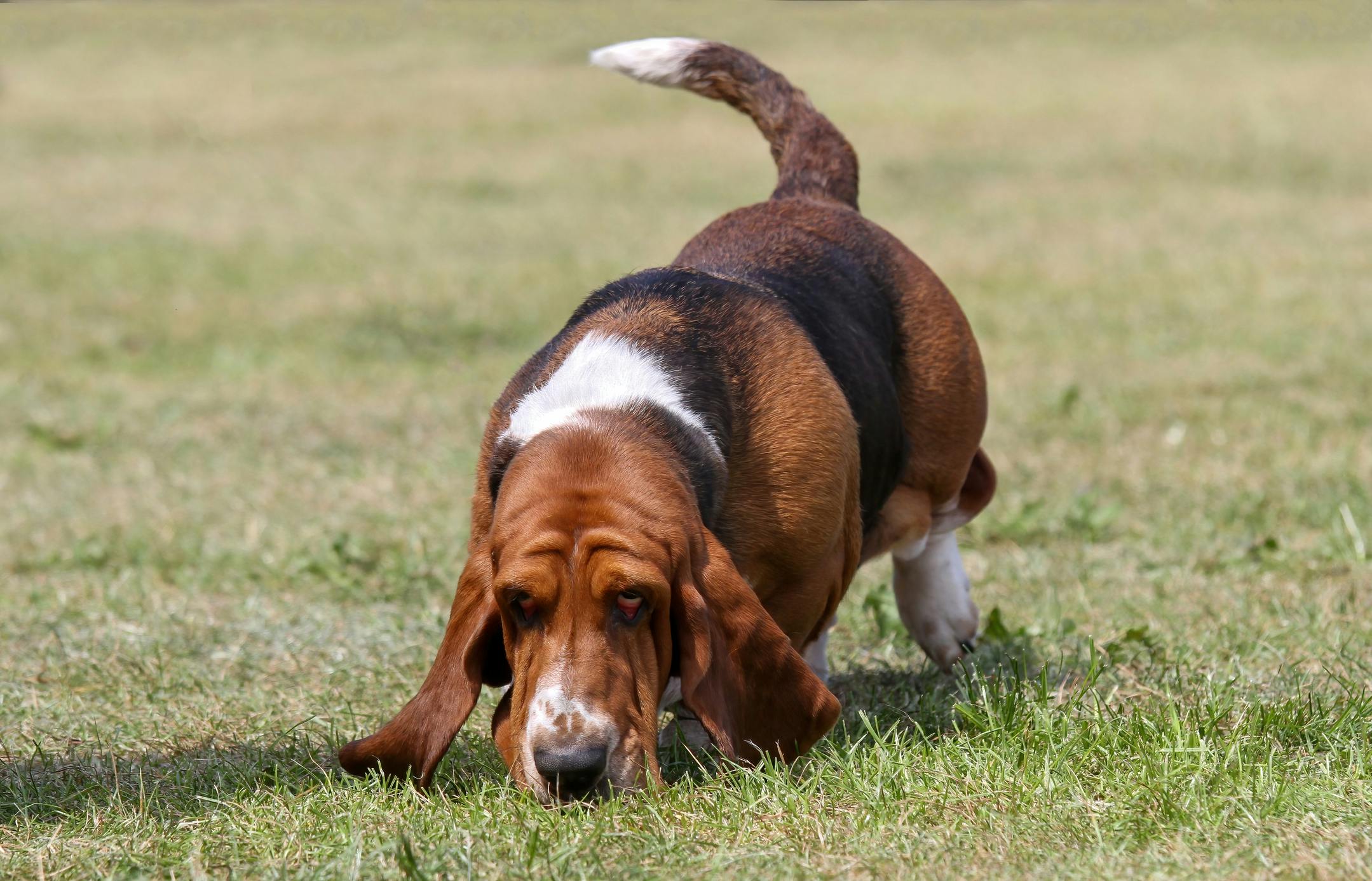 Basset Hound following a trail in the grass.