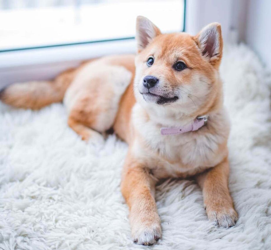 Dog sitting on a bed