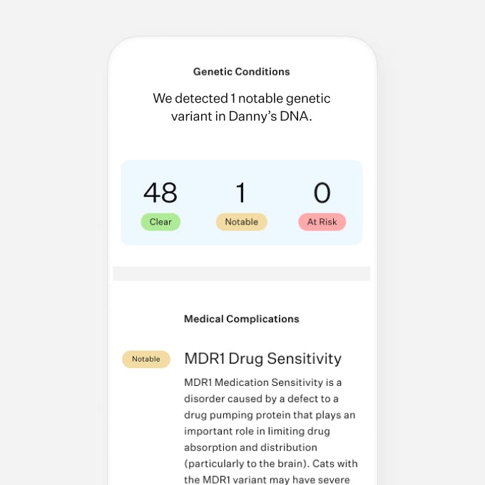 Cat DNA test health conditions breakdown