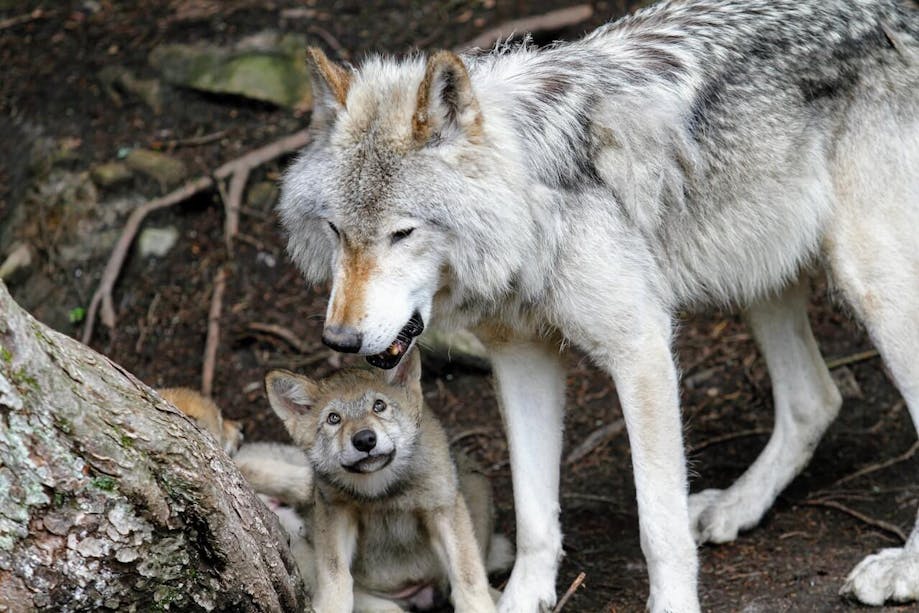 Wolf with young cub
