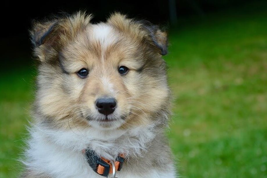 Sheltie looking into camera