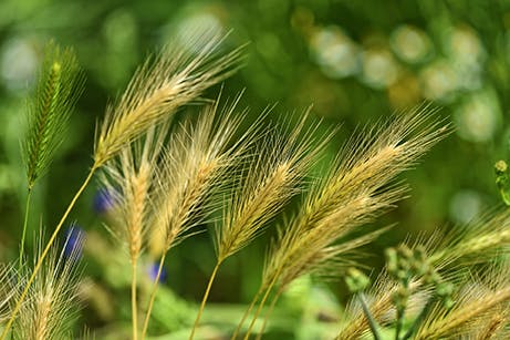 Foxtail weeds