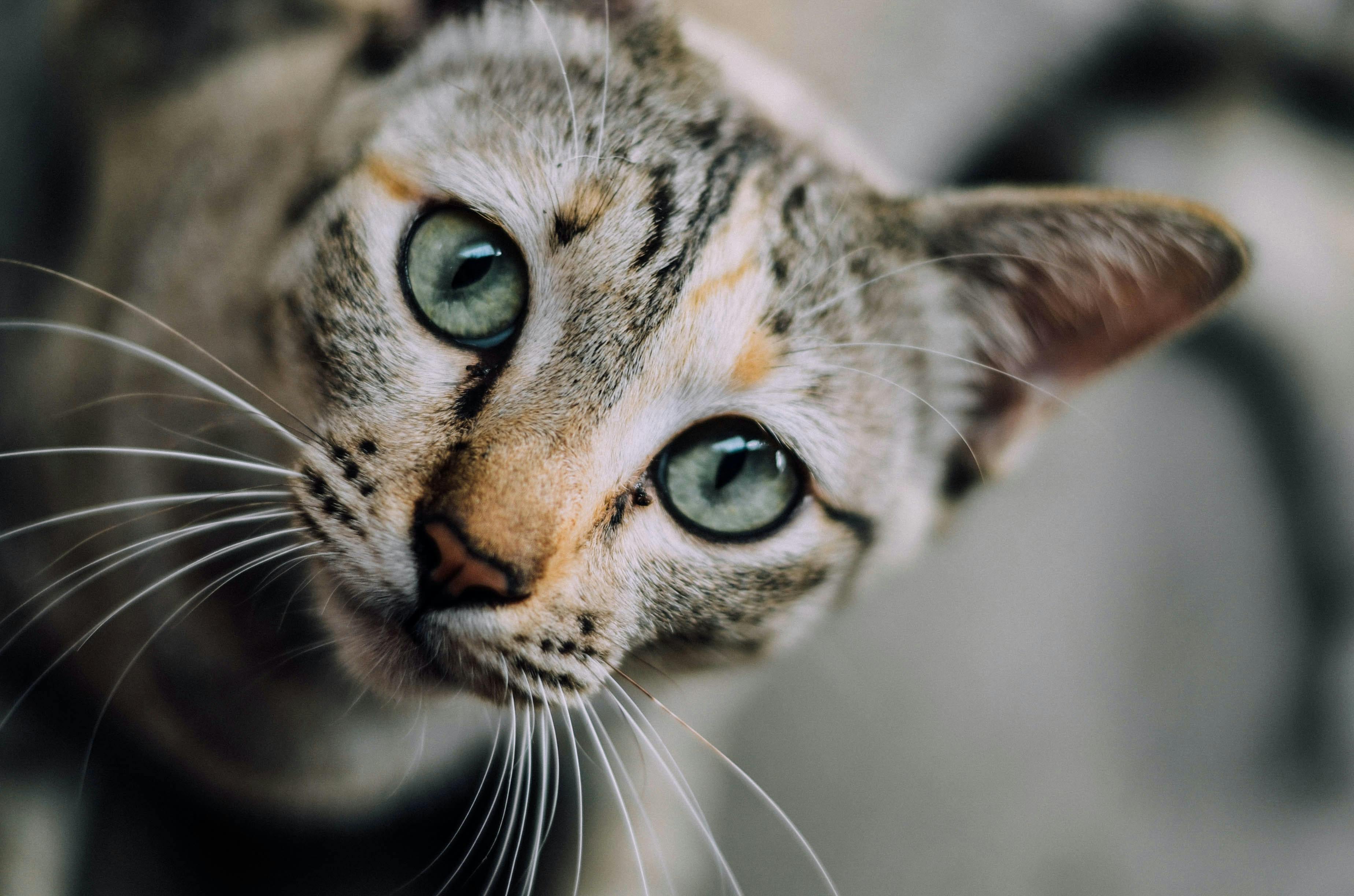 Close up of a tabby cat with green eyes.