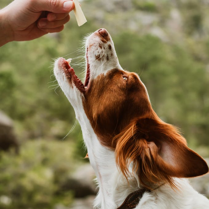 Dog eating treats