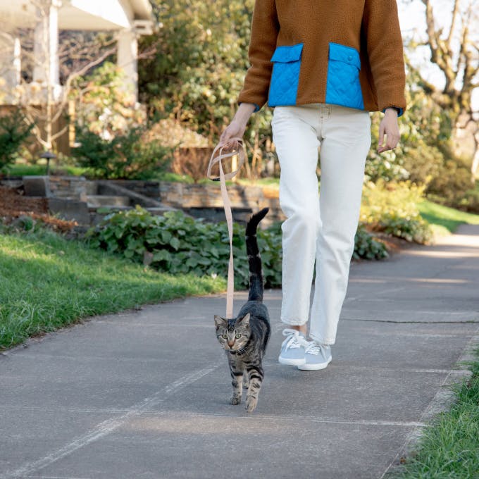 A person walking cat leisurely