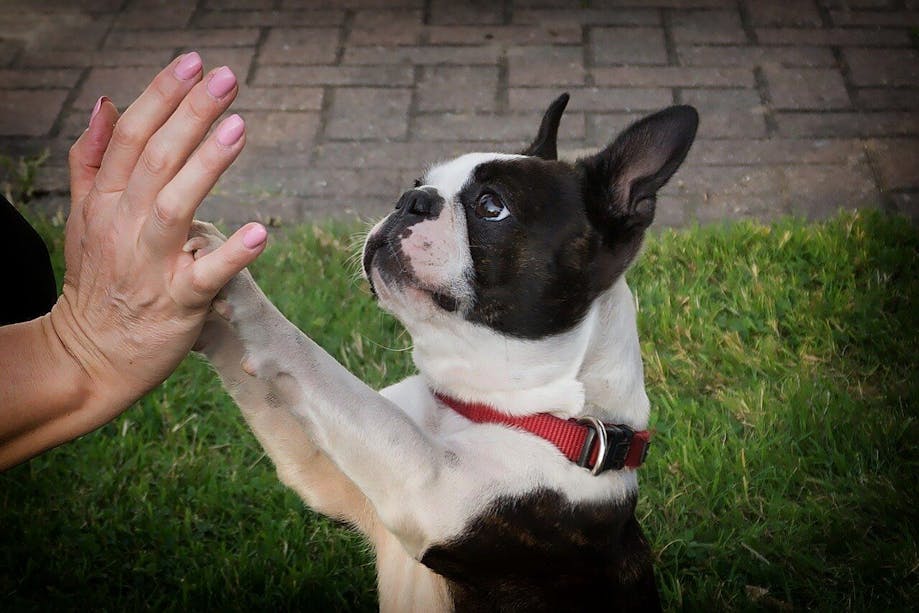 Dog giving high-fives to owner