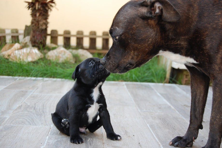 Puppy touching noses with parent dog